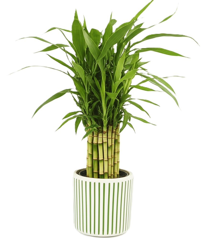 Snake Plant